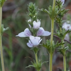 Euphrasia collina subsp. speciosa at Cotter River, ACT - 24 Oct 2015