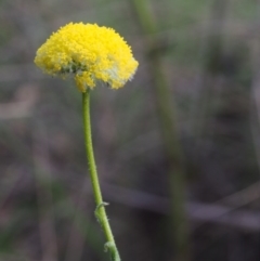 Craspedia aurantia var. jamesii (Large Alpine Buttons) at Namadgi National Park - 24 Oct 2015 by KenT