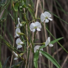 Glycine clandestina (Twining Glycine) at Cotter River, ACT - 24 Oct 2015 by KenT