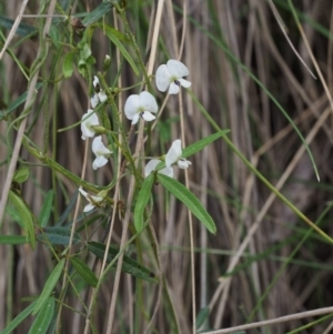 Glycine clandestina at Cotter River, ACT - 24 Oct 2015 02:59 PM