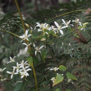 Clematis aristata at Cotter River, ACT - 24 Oct 2015 02:40 PM