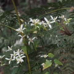 Clematis aristata (Mountain Clematis) at Cotter River, ACT - 24 Oct 2015 by KenT