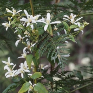 Clematis aristata at Cotter River, ACT - 24 Oct 2015 02:40 PM