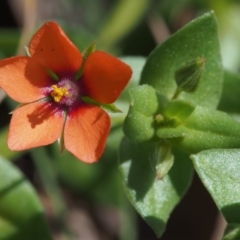 Lysimachia arvensis (Scarlet Pimpernel) at Namadgi National Park - 24 Oct 2015 by KenT