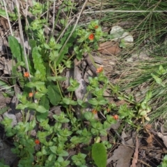 Lysimachia arvensis at Cotter River, ACT - 24 Oct 2015