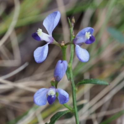 Comesperma volubile (Love Creeper) at Namadgi National Park - 24 Oct 2015 by KenT