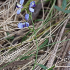 Comesperma volubile at Cotter River, ACT - 24 Oct 2015