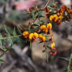 Daviesia ulicifolia subsp. ulicifolia (Gorse Bitter-pea) at Cotter River, ACT - 24 Oct 2015 by KenT