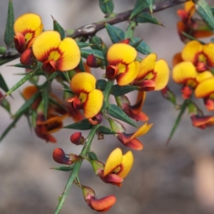 Daviesia ulicifolia subsp. ulicifolia at Cotter River, ACT - 24 Oct 2015