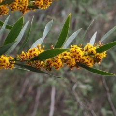 Daviesia mimosoides (Bitter Pea) at Cotter River, ACT - 24 Oct 2015 by KenT
