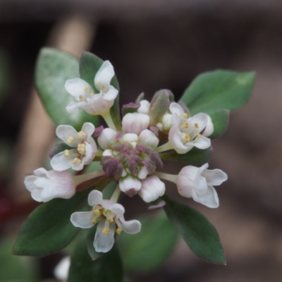 Poranthera microphylla (Small Poranthera) at Namadgi National Park - 24 Oct 2015 by KenT