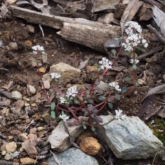Poranthera microphylla at Cotter River, ACT - 24 Oct 2015