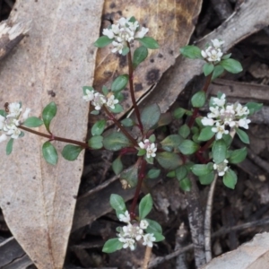 Poranthera microphylla at Cotter River, ACT - 24 Oct 2015