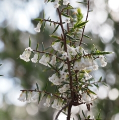 Styphelia fletcheri subsp. brevisepala (Twin Flower Beard-Heath) at Cotter River, ACT - 24 Oct 2015 by KenT