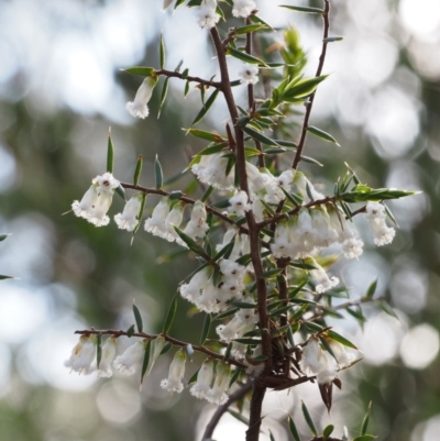Styphelia fletcheri subsp. brevisepala (Twin Flower Beard-Heath) at Cotter River, ACT - 24 Oct 2015 by KenT