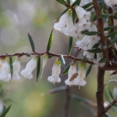 Styphelia fletcheri subsp. brevisepala at Cotter River, ACT - 24 Oct 2015 09:50 AM