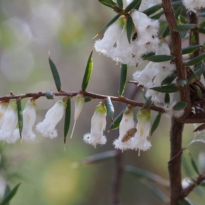 Styphelia fletcheri subsp. brevisepala at Cotter River, ACT - 24 Oct 2015 09:50 AM