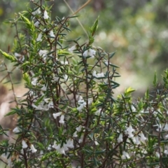 Styphelia fletcheri subsp. brevisepala at Cotter River, ACT - 24 Oct 2015 09:50 AM