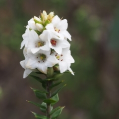 Epacris breviflora (Drumstick Heath) at Cotter River, ACT - 24 Oct 2015 by KenT