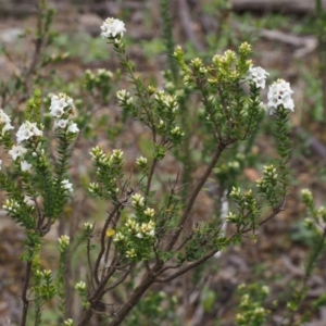 Epacris breviflora at Cotter River, ACT - 24 Oct 2015 10:38 AM