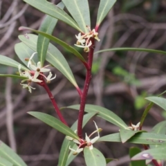 Tasmannia lanceolata (Mountain Pepper) at Cotter River, ACT - 23 Oct 2015 by KenT