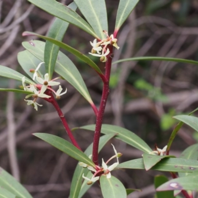 Tasmannia lanceolata (Mountain Pepper) at Cotter River, ACT - 24 Oct 2015 by KenT
