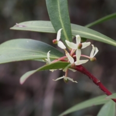 Tasmannia lanceolata at Cotter River, ACT - 24 Oct 2015 10:27 AM