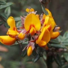 Oxylobium ellipticum (Common Shaggy Pea) at Namadgi National Park - 24 Oct 2015 by KenT