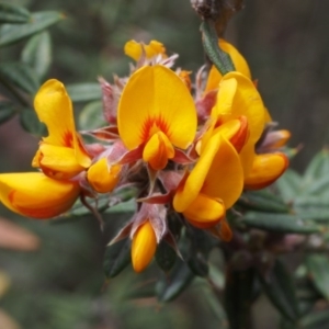 Oxylobium ellipticum at Cotter River, ACT - 24 Oct 2015