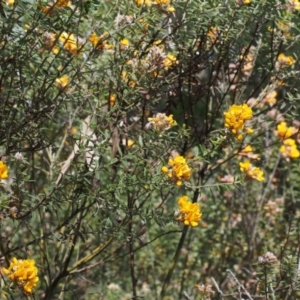 Oxylobium ellipticum at Cotter River, ACT - 24 Oct 2015