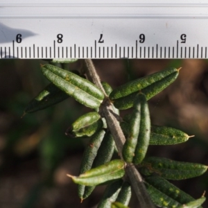 Oxylobium ellipticum at Cotter River, ACT - 24 Oct 2015