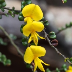 Bossiaea foliosa (Leafy Bossiaea) at Cotter River, ACT - 24 Oct 2015 by KenT