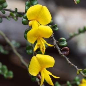 Bossiaea foliosa at Cotter River, ACT - 24 Oct 2015