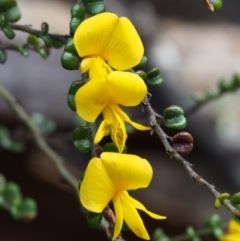 Bossiaea foliosa (Leafy Bossiaea) at Cotter River, ACT - 23 Oct 2015 by KenT
