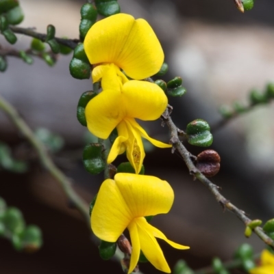 Bossiaea foliosa (Leafy Bossiaea) at Cotter River, ACT - 23 Oct 2015 by KenT