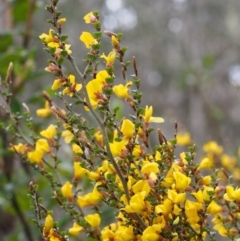 Bossiaea foliosa at Cotter River, ACT - 24 Oct 2015