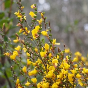 Bossiaea foliosa at Cotter River, ACT - 24 Oct 2015