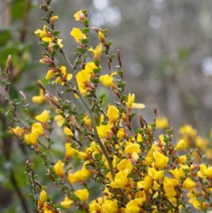 Bossiaea foliosa at Cotter River, ACT - 24 Oct 2015 08:58 AM