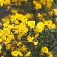 Bossiaea foliosa at Cotter River, ACT - 24 Oct 2015
