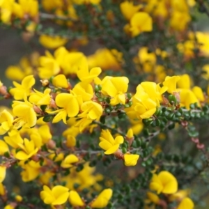 Bossiaea foliosa at Cotter River, ACT - 24 Oct 2015 08:58 AM