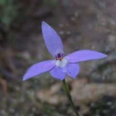 Glossodia major (Wax Lip Orchid) at Tennent, ACT - 20 Oct 2015 by michaelb