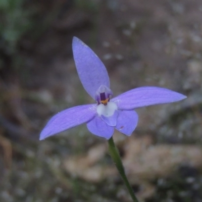 Glossodia major (Wax Lip Orchid) at Namadgi National Park - 20 Oct 2015 by michaelb