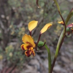Diuris semilunulata (Late Leopard Orchid) at Tennent, ACT - 20 Oct 2015 by michaelb