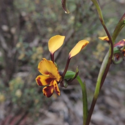 Diuris semilunulata (Late Leopard Orchid) at Namadgi National Park - 20 Oct 2015 by michaelb