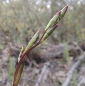 Diuris semilunulata at Tennent, ACT - 20 Oct 2015