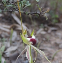 Caladenia parva (Brown-clubbed Spider Orchid) at Namadgi National Park - 20 Oct 2015 by michaelb