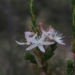 Calytrix tetragona (Common Fringe-myrtle) at Tennent, ACT - 20 Oct 2015 by michaelb