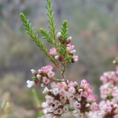 Micromyrtus ciliata (Fringed Heath-myrtle) at Namadgi National Park - 20 Oct 2015 by michaelb