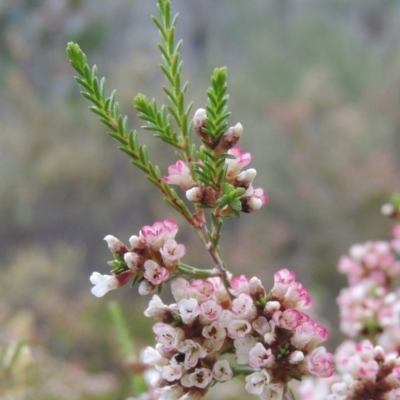 Micromyrtus ciliata (Fringed Heath-myrtle) at Tennent, ACT - 20 Oct 2015 by MichaelBedingfield