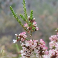 Micromyrtus ciliata (Fringed Heath-myrtle) at Tennent, ACT - 20 Oct 2015 by michaelb